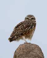 Image of Burrowing Owl