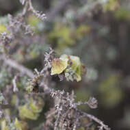 Maireana pyramidata (Benth.) P. G. Wilson resmi