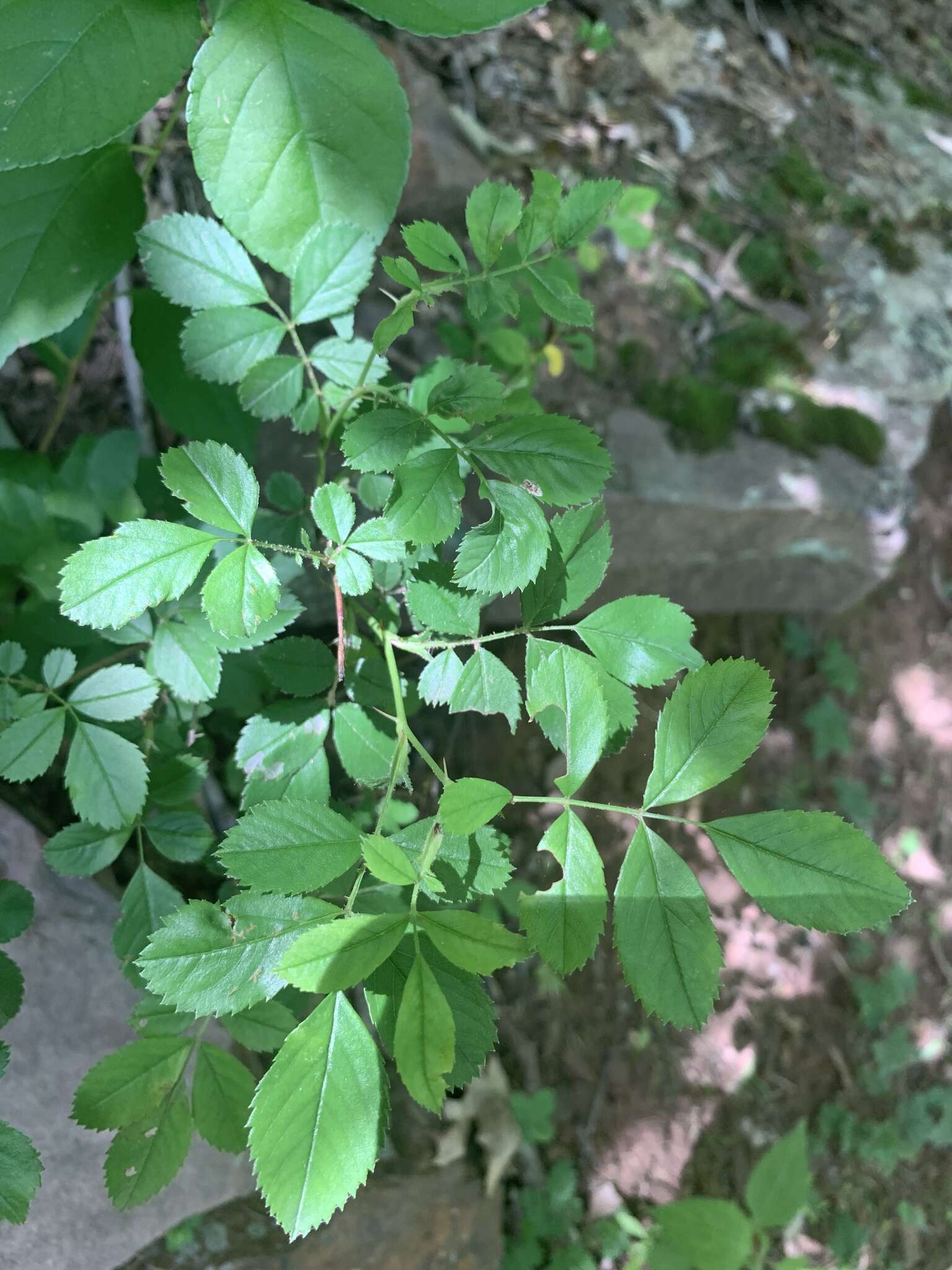 Image de Rosa carolina subsp. carolina