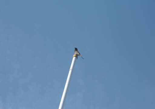 Image of Black Drongo