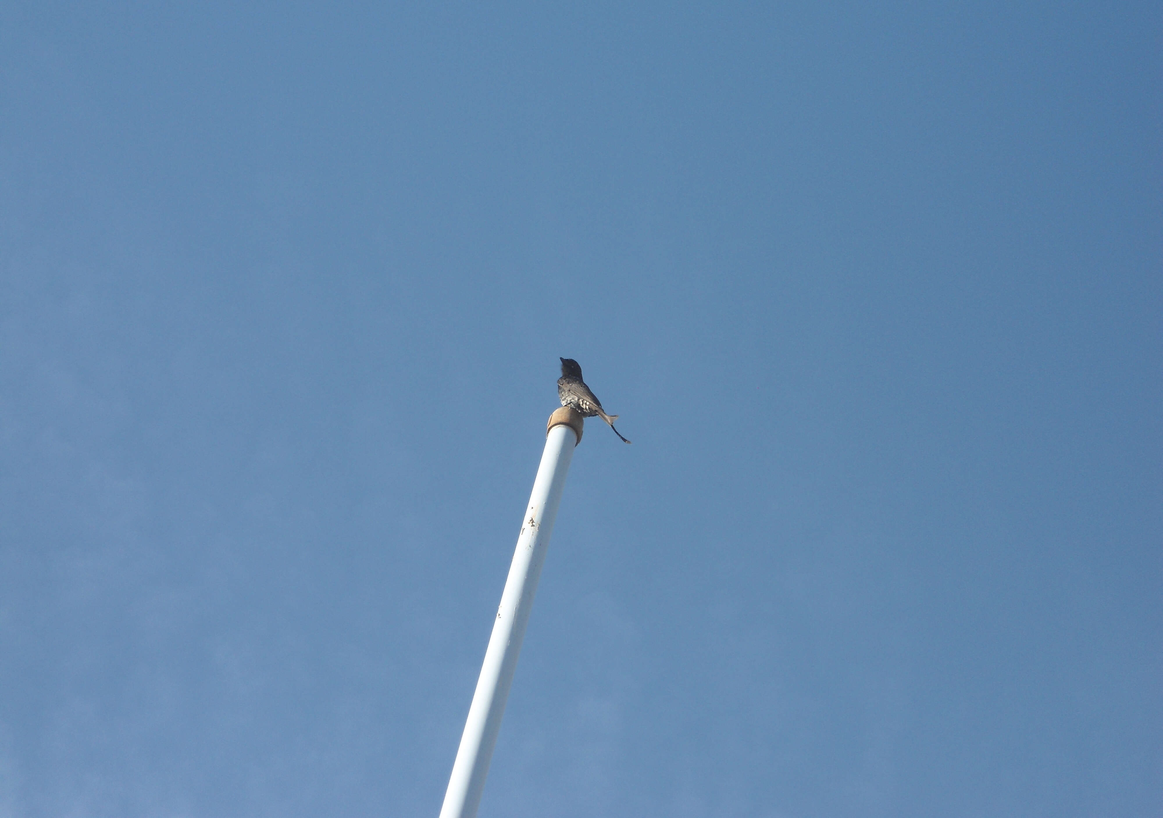 Image of Black Drongo