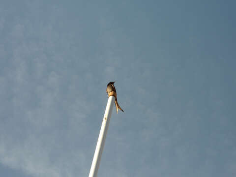 Image of Black Drongo