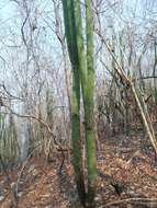 Image of Cephalocereus nudus