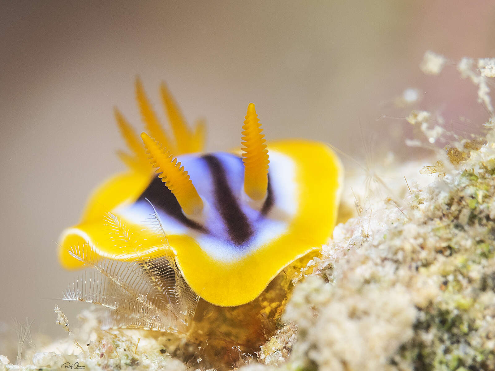 Sivun Chromodoris quadricolor (Rüppell & Leuckart 1830) kuva