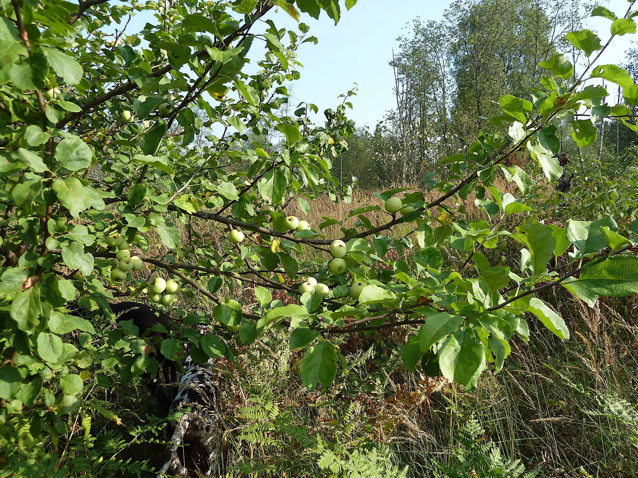 Image of Crab Apple