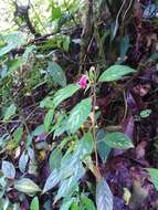 Sivun Kohleria inaequalis var. ocellata (Hook.) L. P. Kvist & L. E. Skog kuva