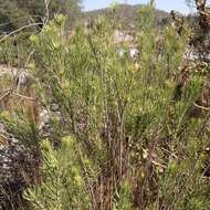 Image of pineneedle milkweed