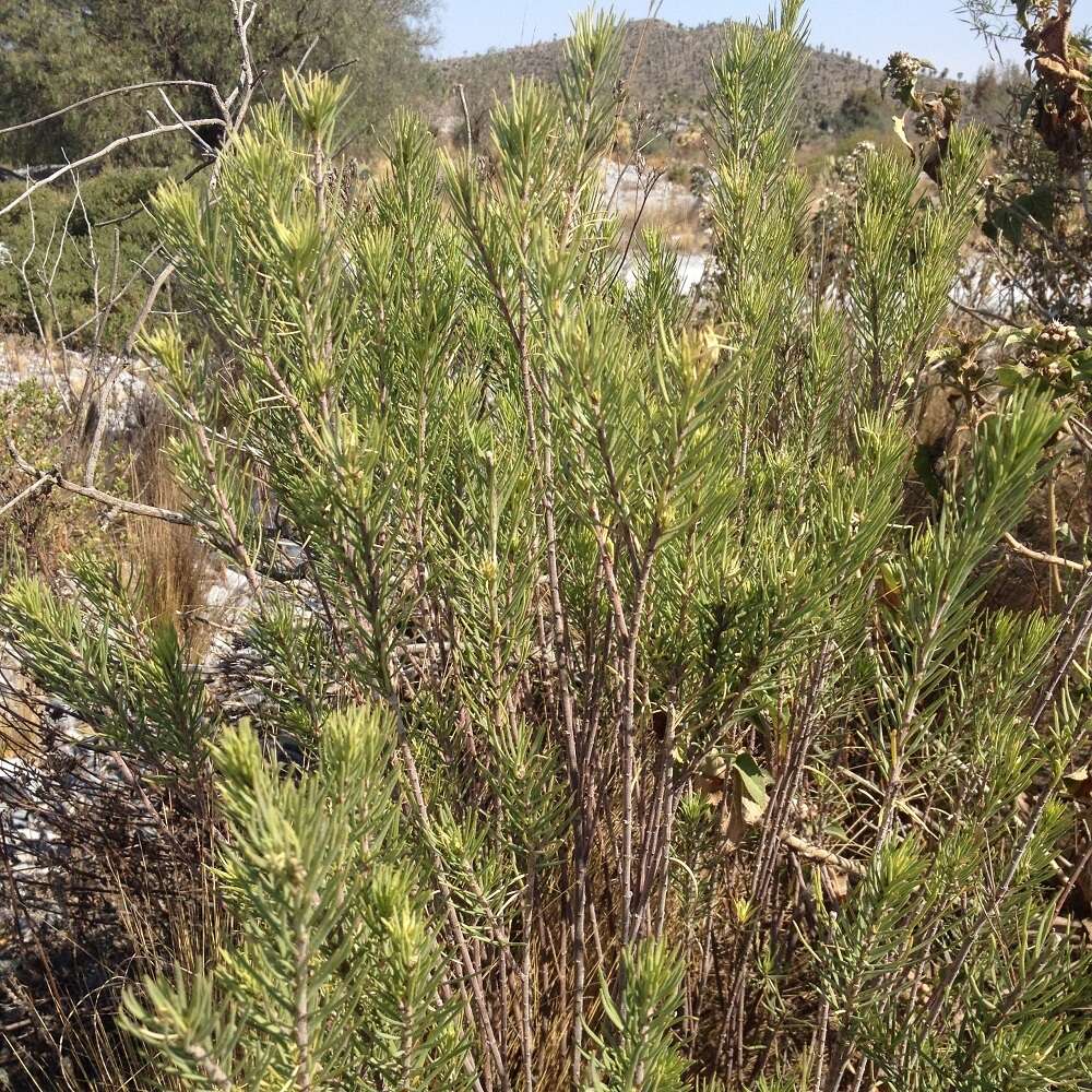 Image of pineneedle milkweed