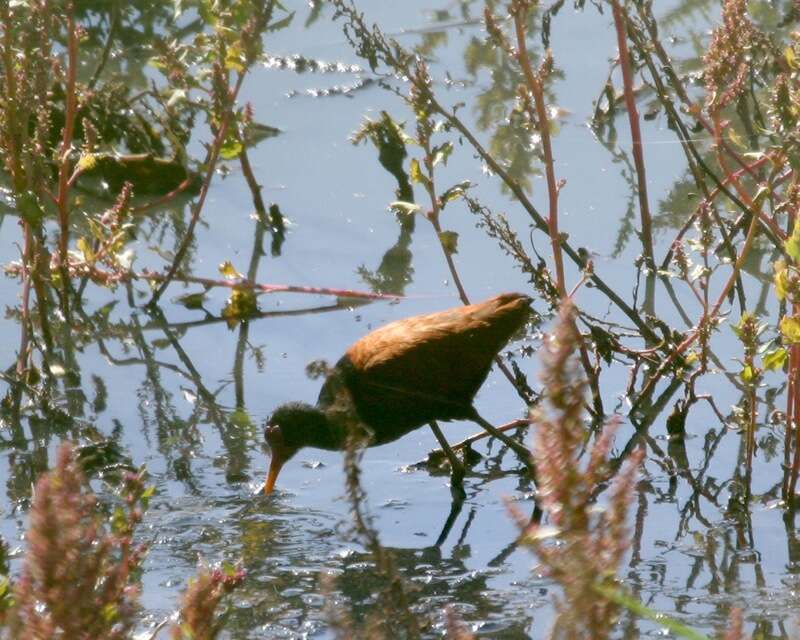 Image of Wattled Jacana