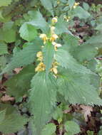 Imagem de Lamium galeobdolon (L.) L.