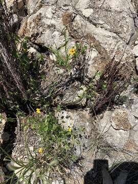 Image of Pavonia procumbens (Wight ex Wight & Arn.) Walp.