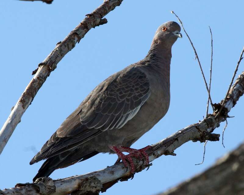 Image of Picazuro Pigeon