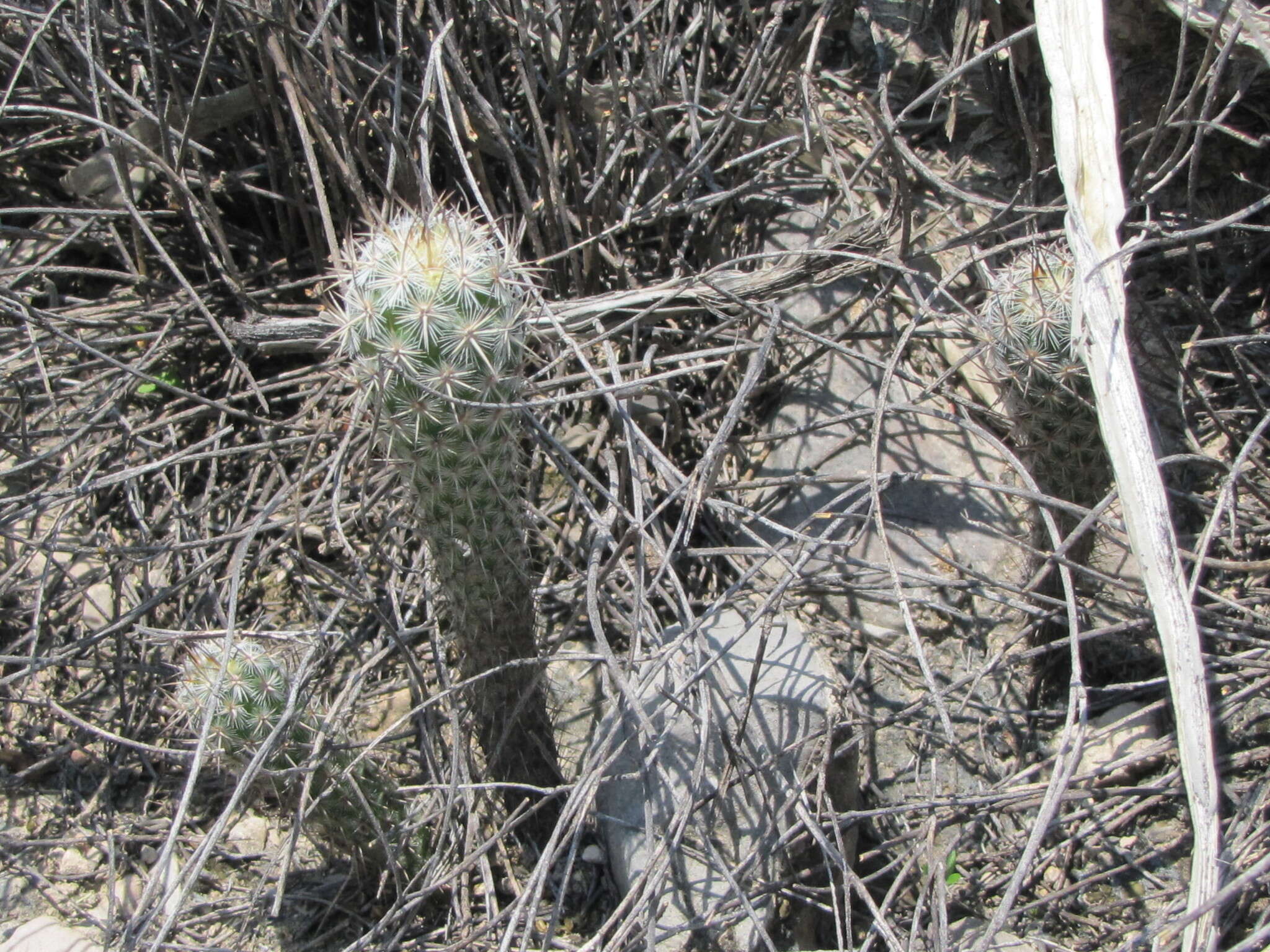 صورة Mammillaria pottsii Scheer ex Salm-Dyck