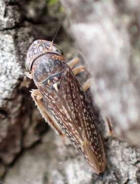 Image of Graphocephala confluens (Uhler 1861)