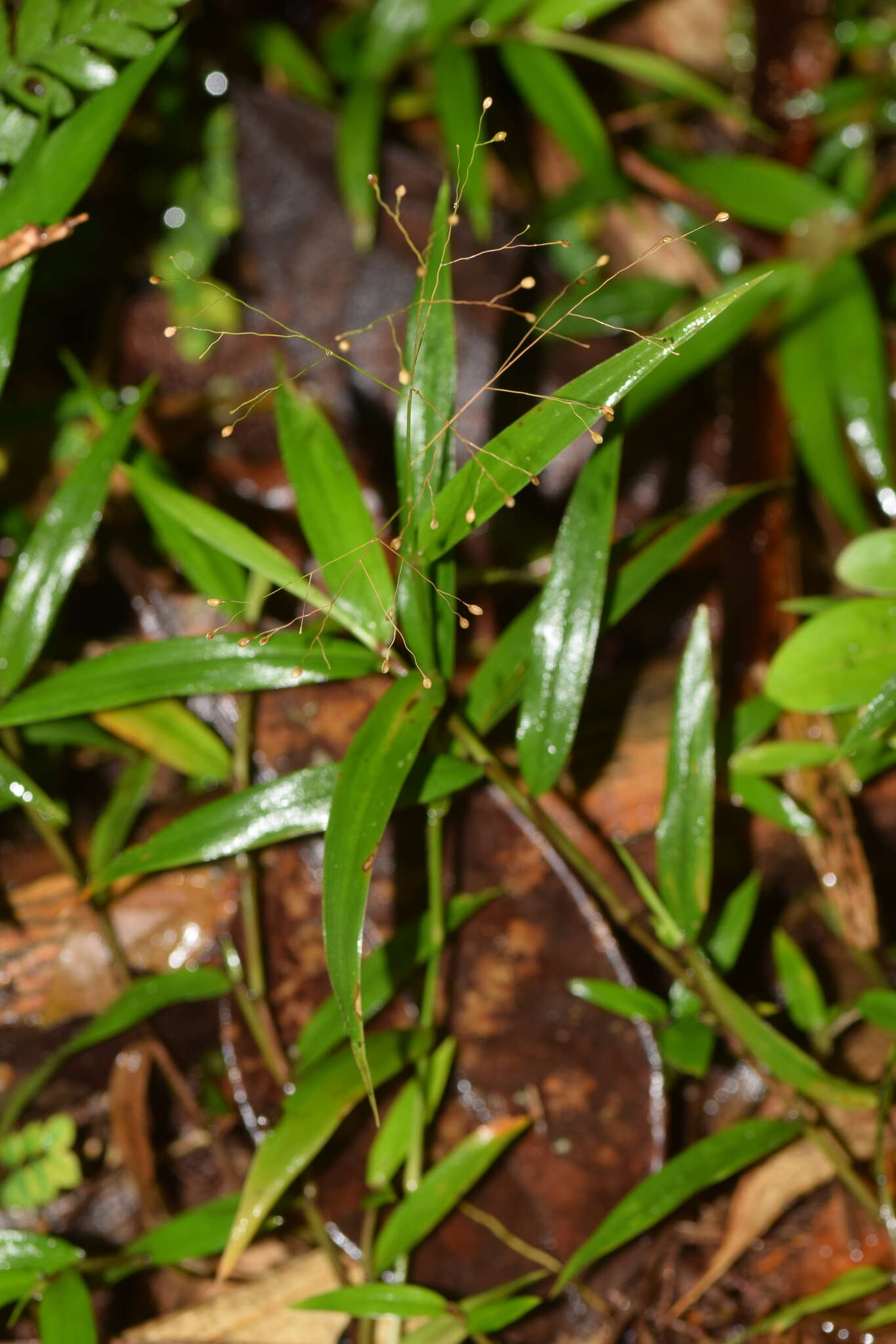 Image of Isachne mauritiana Kunth