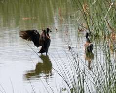 Image of White-faced Whistling Duck