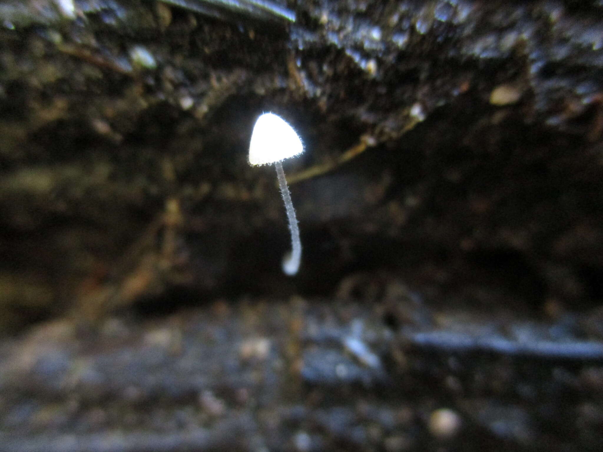 Sivun Mycena aciculata (A. H. Sm.) Desjardin & E. Horak 2002 kuva