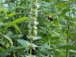 Image of Rusty patched bumble bee