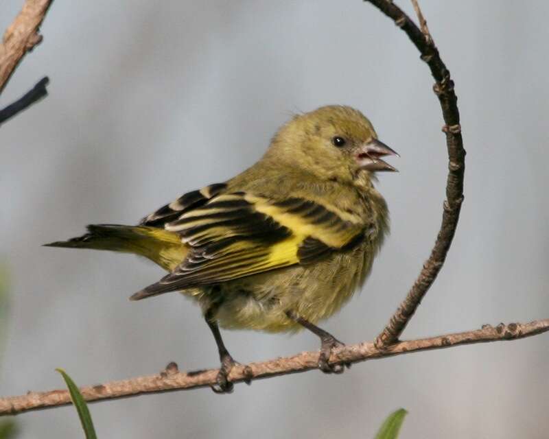 Image of Hooded Siskin