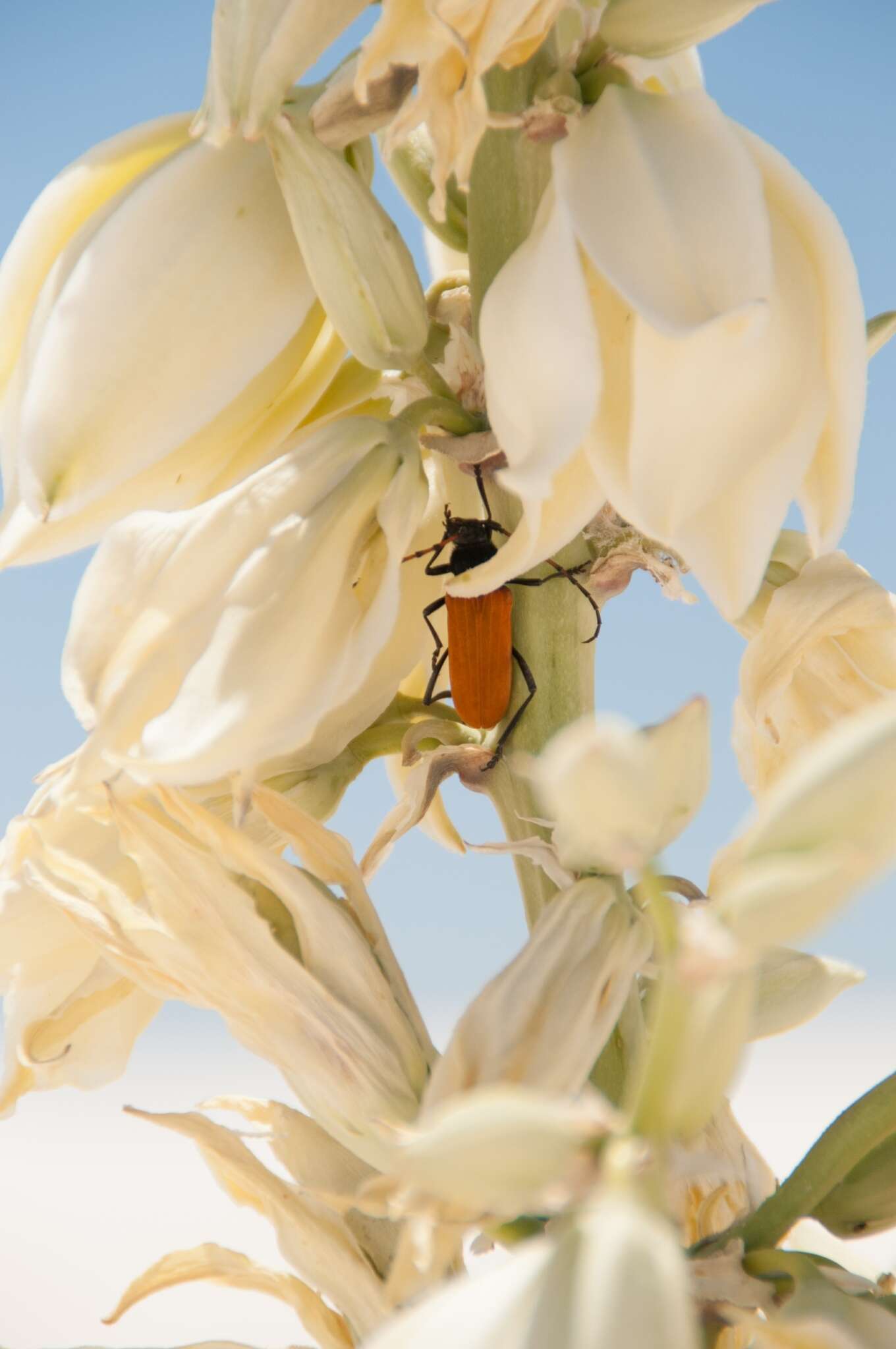 Image of Tragidion agave Swift & Ray 2008