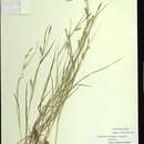 صورة Carex tetanica Schkuhr