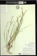 Image of rigid sedge