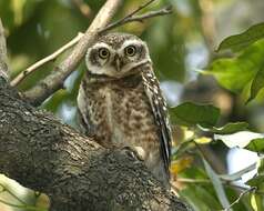 Image of Spotted Owlet