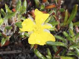 Hibbertia depressa Steud. resmi