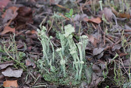 Image of deformed cup lichen