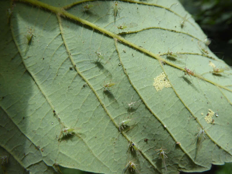 Sivun Drepanosiphum platanoidis (Schrank 1801) kuva