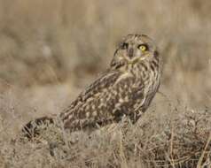 Image de Hibou des marais