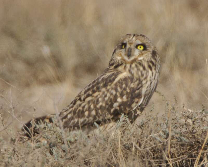 Image de Hibou des marais