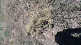 Image of thistle cholla