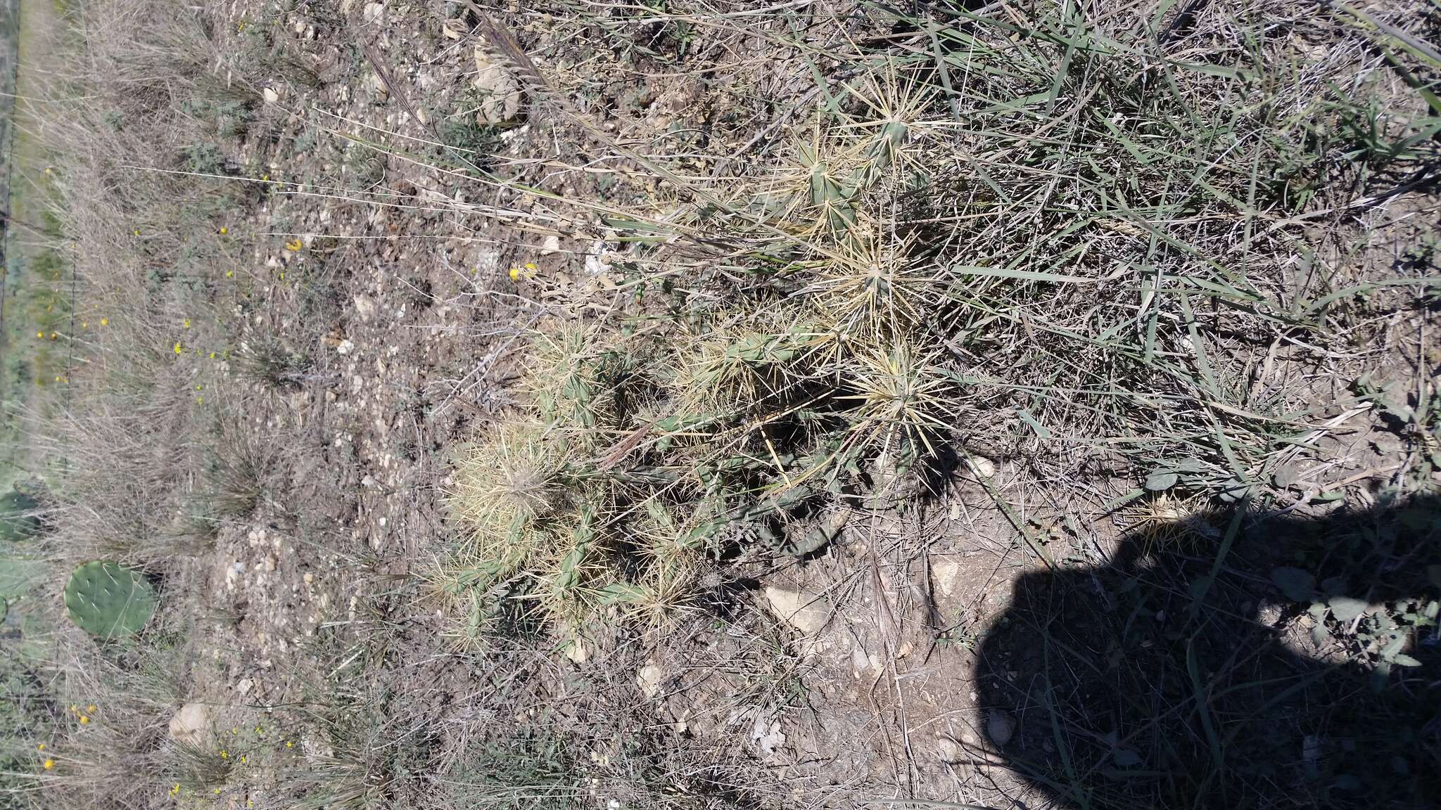 Image of thistle cholla