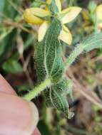 Image of Hypericum pubescens Boiss.