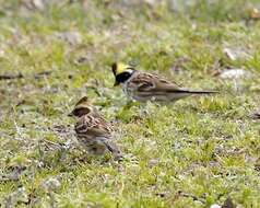 Image of Yellow-throated Bunting