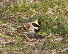 Image of Yellow-throated Bunting