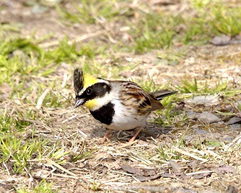 Image of Yellow-throated Bunting