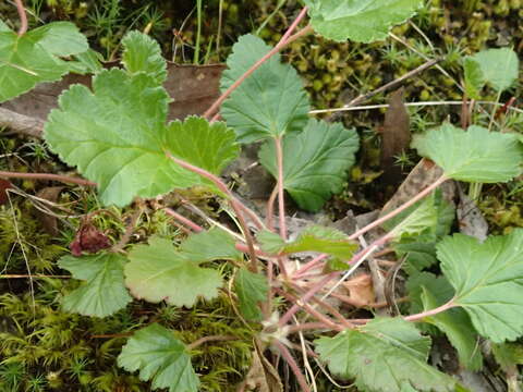 Image of Pelargonium rodneyanum Lindl.