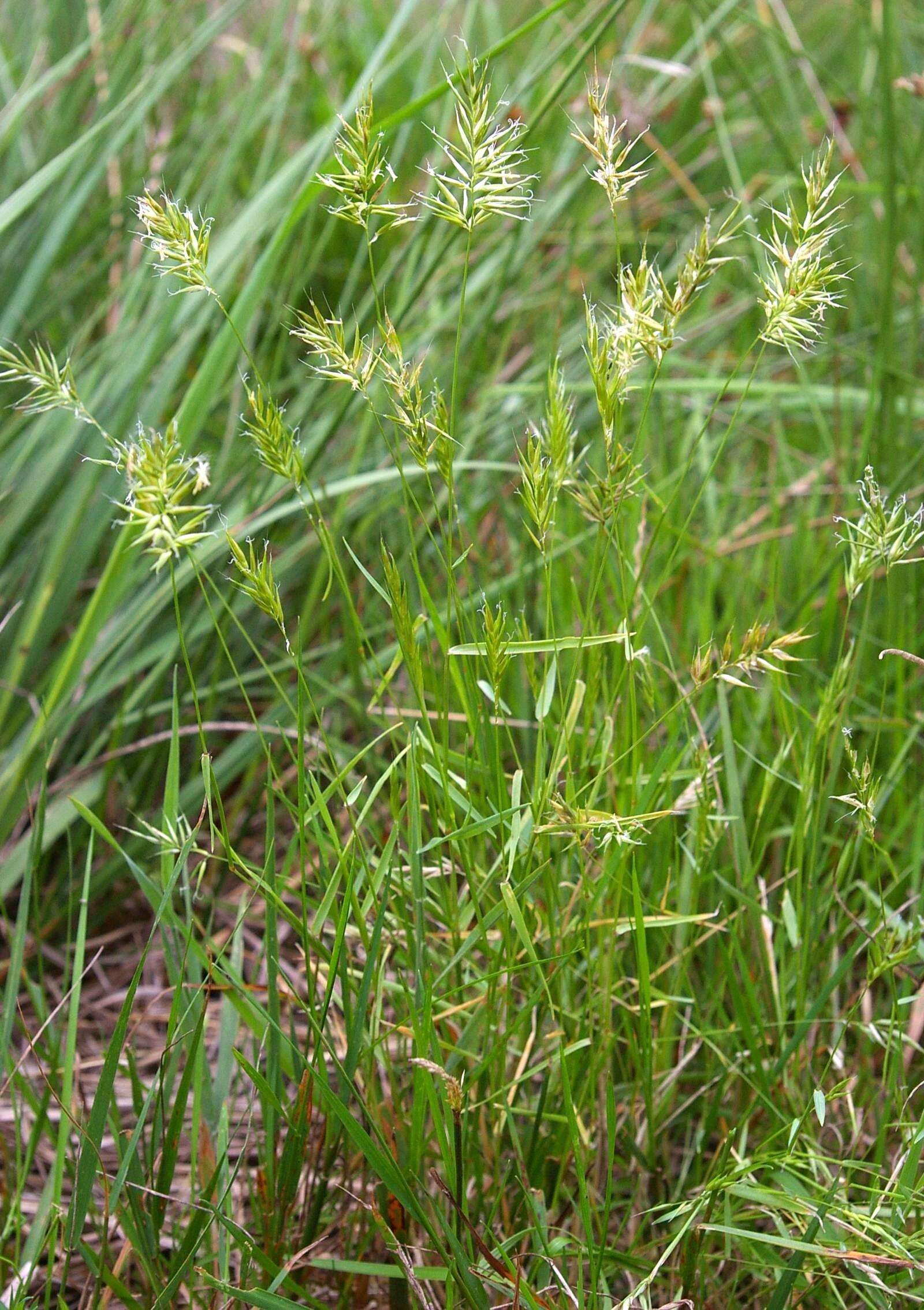 Image of annual vernal-grass