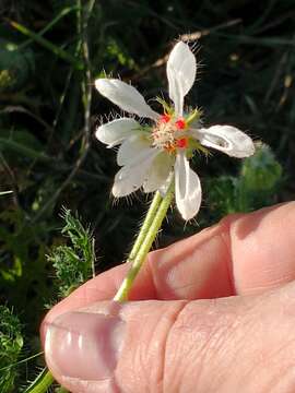 Imagem de Blumenbachia insignis Schrad.