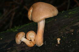 Image de Gymnopilus hybridus (Gillet) Maire 1933