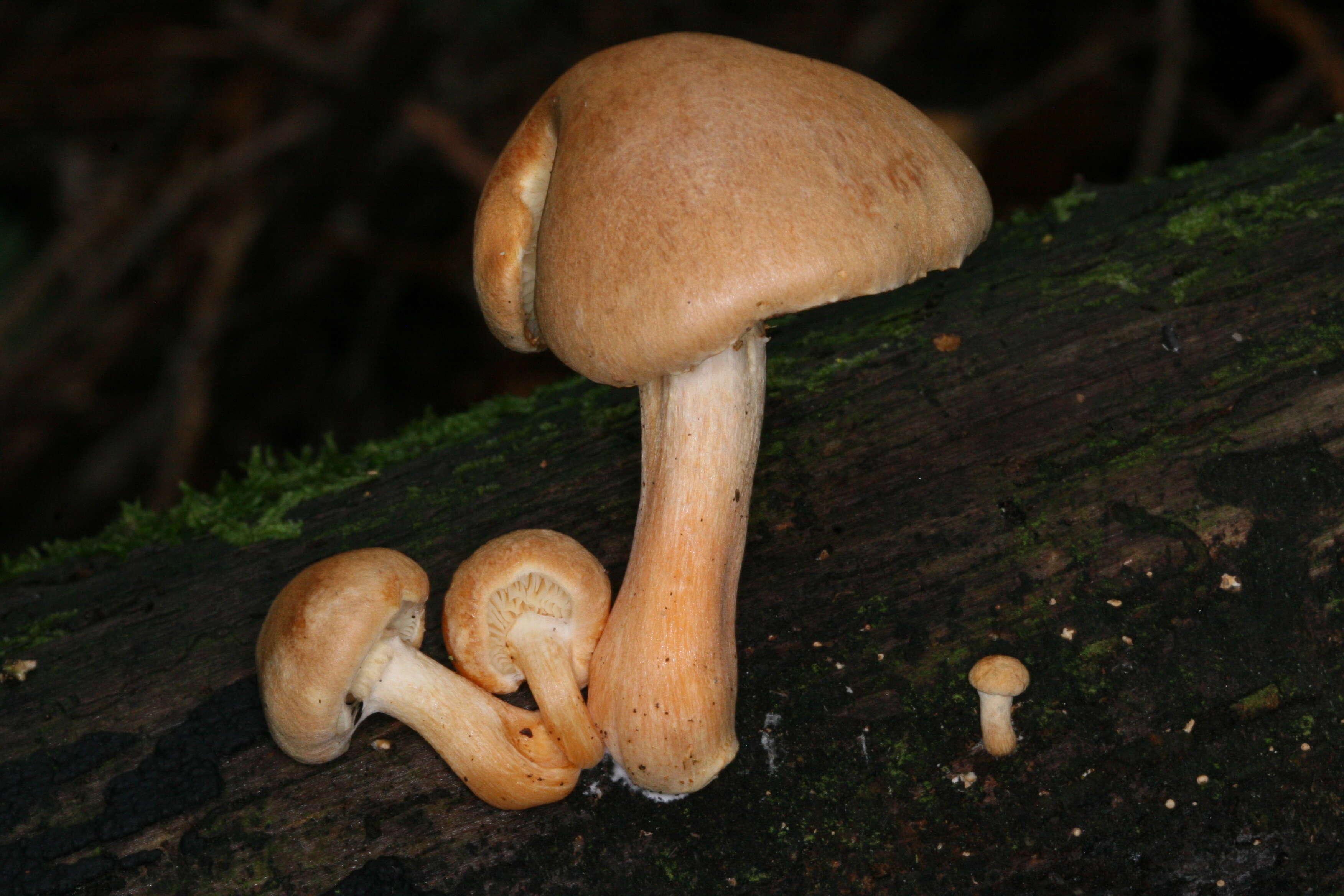 Image of Gymnopilus hybridus (Gillet) Maire 1933