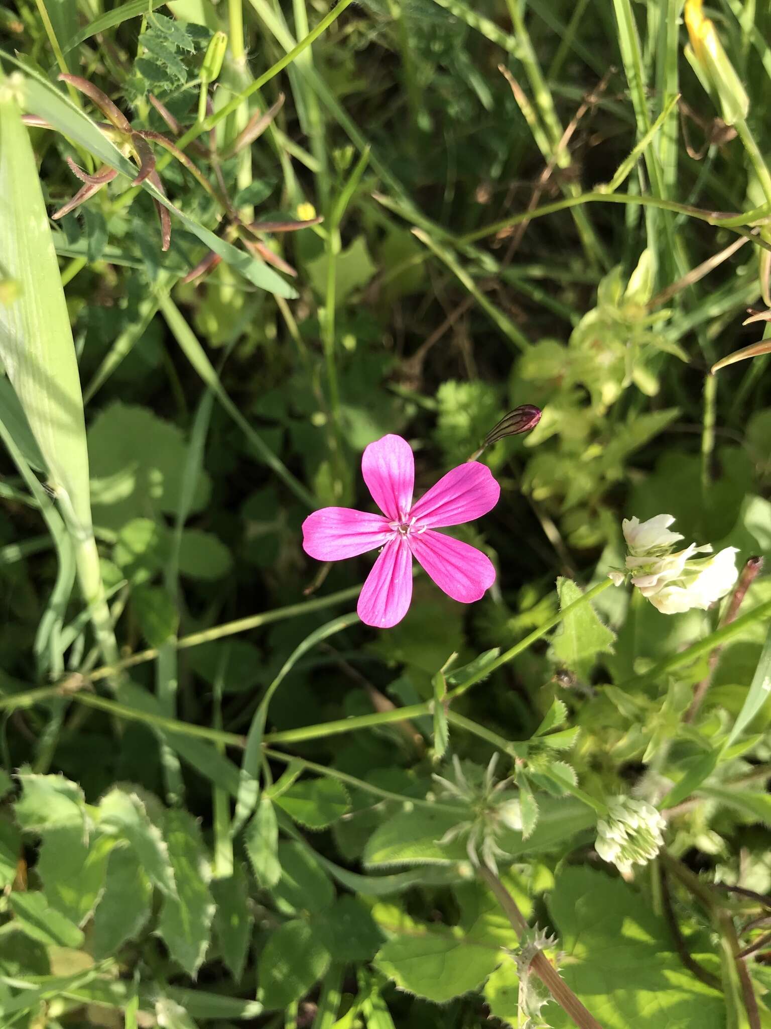 Image of Silene ungeri Fenzl