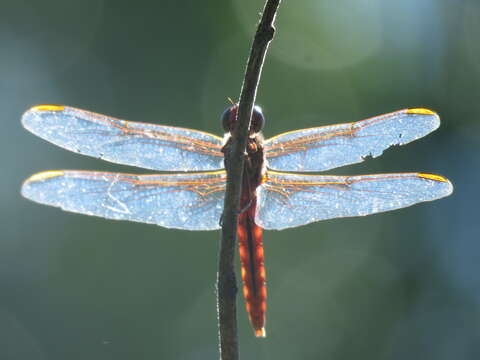 Image of Orthemis nodiplaga Karsch 1891