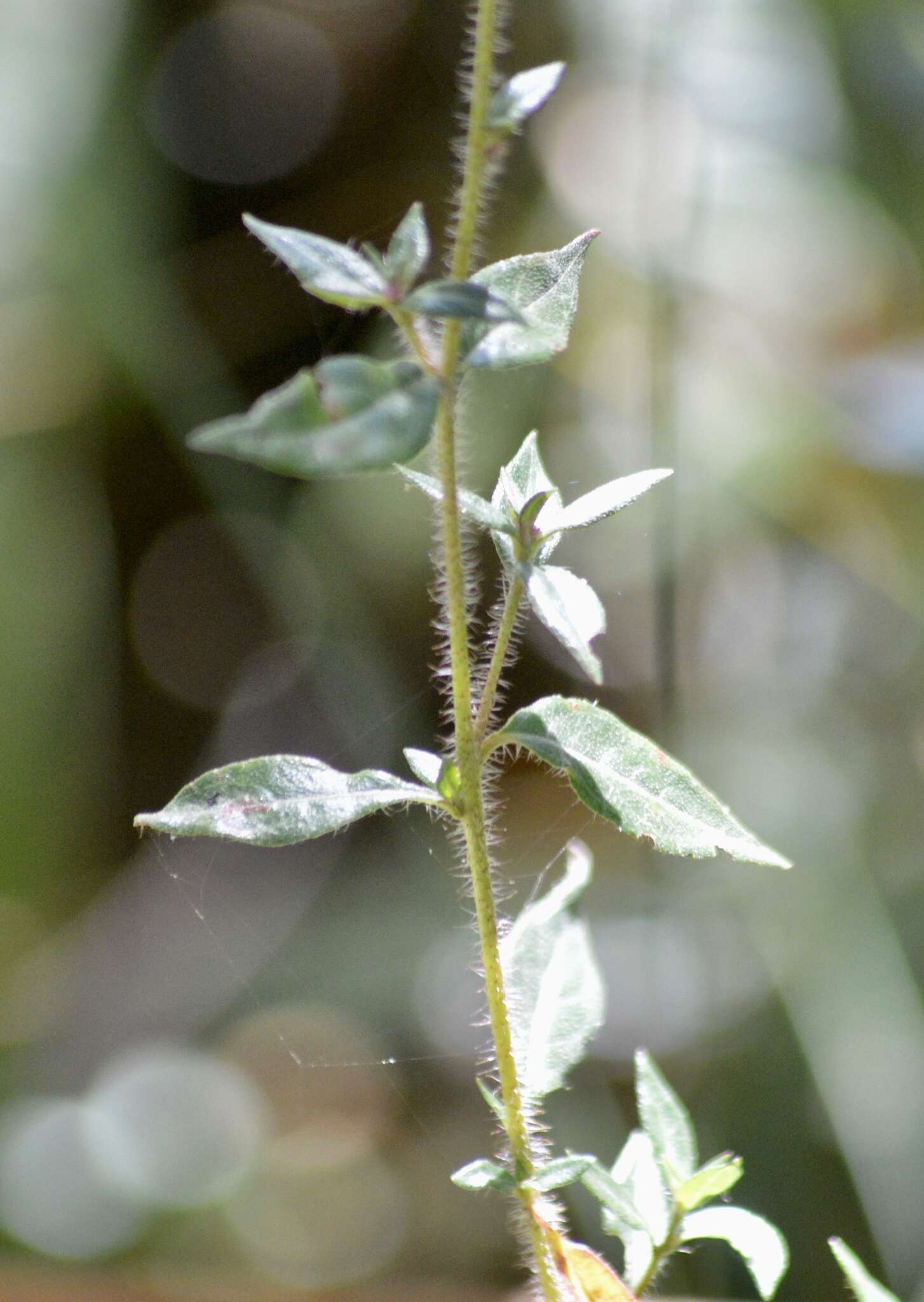 Image of Cuphea cordata Ruiz & Pav.