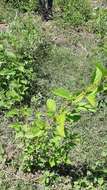 Image of shrubby false mallow