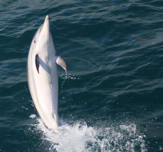 Image of Atlantic Dolphin