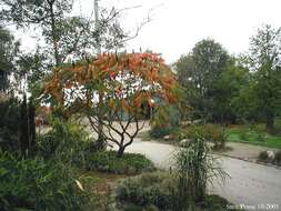 Image of staghorn sumac