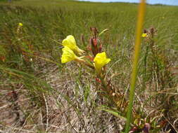 Image of evening primrose